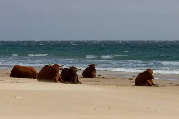Vacas Sentadas Orilla Del Mar — Foto de Stock