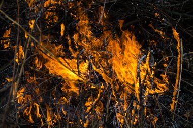 alev boya, güzel ama tehlikeli