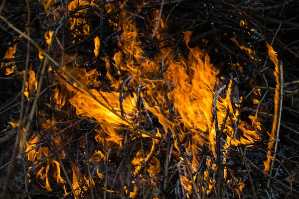 alev boya, güzel ama tehlikeli