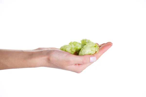 Hops Female Hands Isolated White Background — Stock Photo, Image