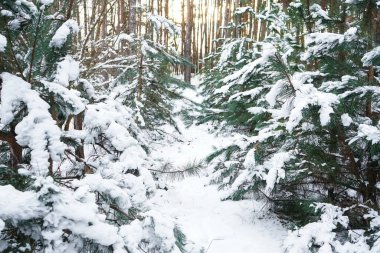 Karla kaplı köknar dalları, kış ormanı. 