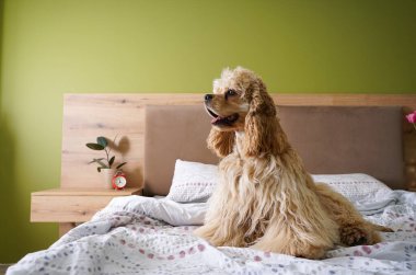 Yatakta genç Amerikalı Cocker Spaniel var. Oturma odası..