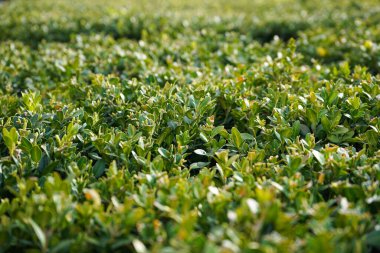 Yeşil yapraklı ve güneş ışığı arkaplanlı boxwood çalılarının görüntüsünü kapat.