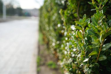 Close up, view of boxwood bushes with green foliage and sunlight background. Close-up. clipart