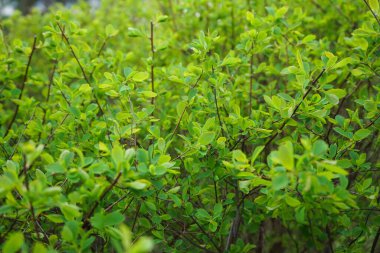 Açık yeşil çalı dokusu. Canlı çalı dokusu. Arka plan için bahçede yeşil çalı.