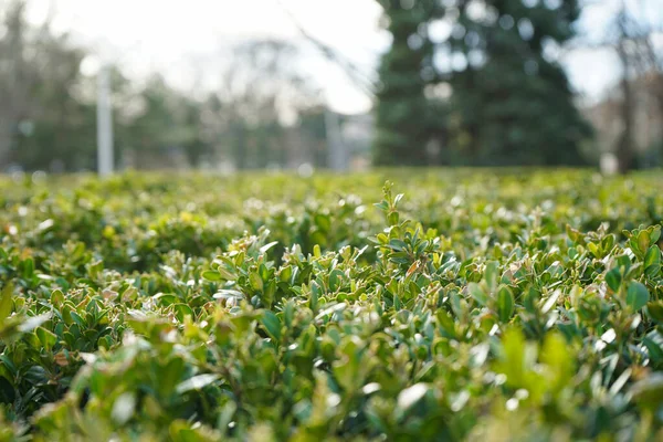 Textura Boj Vibrante Verde Ciudad — Foto de Stock