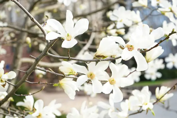Магнолія Білі Квіти Розпускають Дерева Крупним Планом Відкритому Повітрі Весна — стокове фото