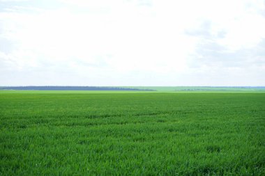 Genç yeşil buğday tarlada yetişiyor.