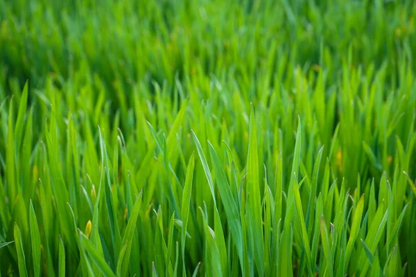 Pšeničné Pole Mladá Klíčící Pšenice Detailní Záběr — Stock fotografie