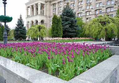 Çiçek tarhında mor çiçek açan laleler. Çiçek arka planı. 