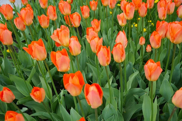 Tulipas Flor Laranja Canteiro Flores Vista Superior — Fotografia de Stock