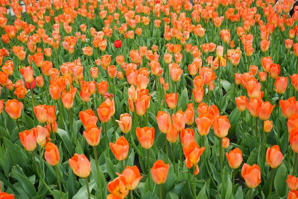 Tulipas Flor Laranja Canteiro Flores Flat Lay — Fotografia de Stock