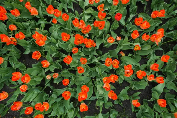 Tulipas Florescendo Vermelho Canteiro Flores Vista Superior — Fotografia de Stock