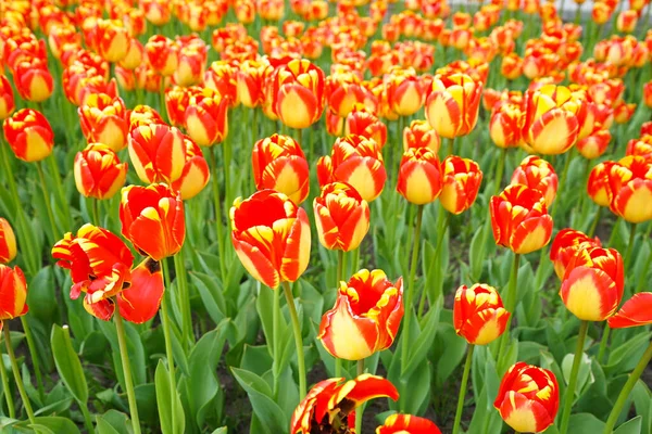 Amarelo Tulipas Florescendo Vermelho Canteiro Flores Fundo Floral — Fotografia de Stock