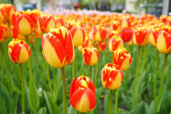 Amarelo Tulipas Florescendo Vermelho Canteiro Flores Close Fundo Floral — Fotografia de Stock