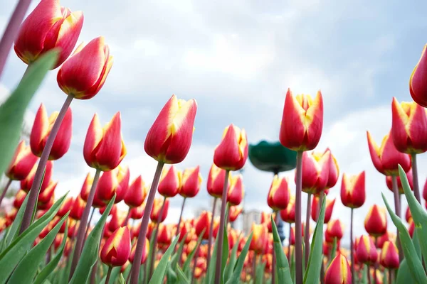 Fundo Floral Close Amarelo Tulipas Florescendo Vermelho Canteiro Flores Contra — Fotografia de Stock