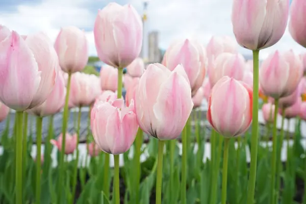 Fundo Floral Close Tulipas Rosa Florescendo Canteiro Flores Contra Céu — Fotografia de Stock