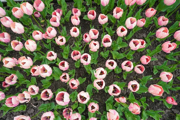 Floraler Hintergrund Nahaufnahme Rosa Blühende Tulpen Blumenbeet — Stockfoto