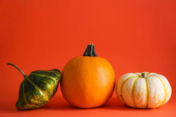 Pumpa Orange Bakgrund Utrymme För Text Höstens Sammansättning Halloween Konceptet — Stockfoto