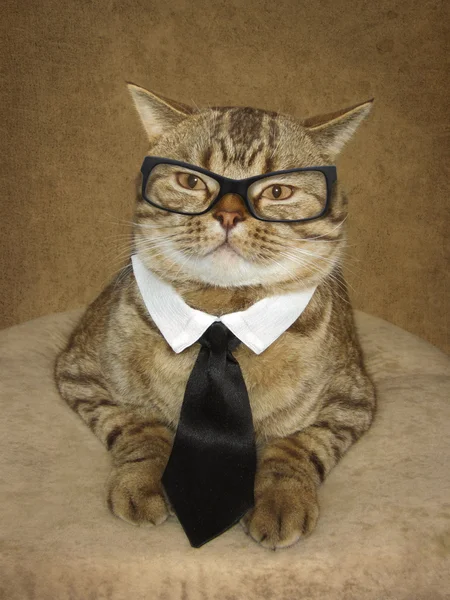 Un gato en un vaso . —  Fotos de Stock