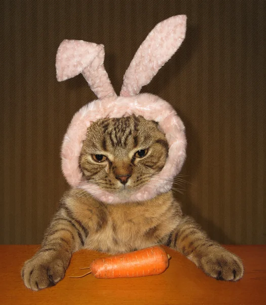Cat and carrot