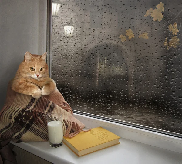 Bir kedi bir pencere üzerinde.