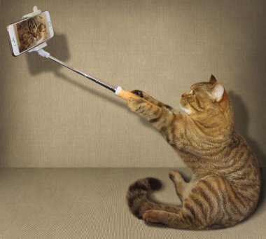 Kedi selfie yapar 