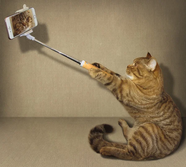 Gato hace selfie — Foto de Stock