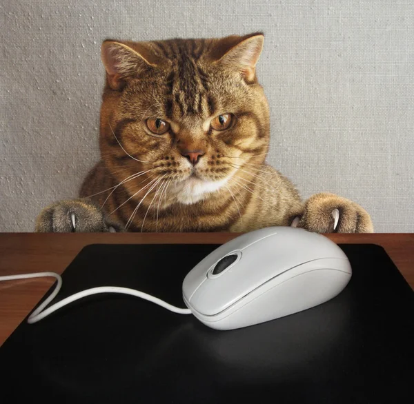 Un gato y un ratón de ordenador . — Foto de Stock