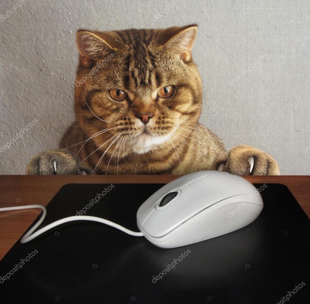 Un chat et une souris d'ordinateur . — Photo de stock par ©Iridi - 120935674, image size:1024x1001