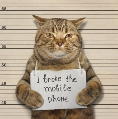 Kedi telefon bozuk.