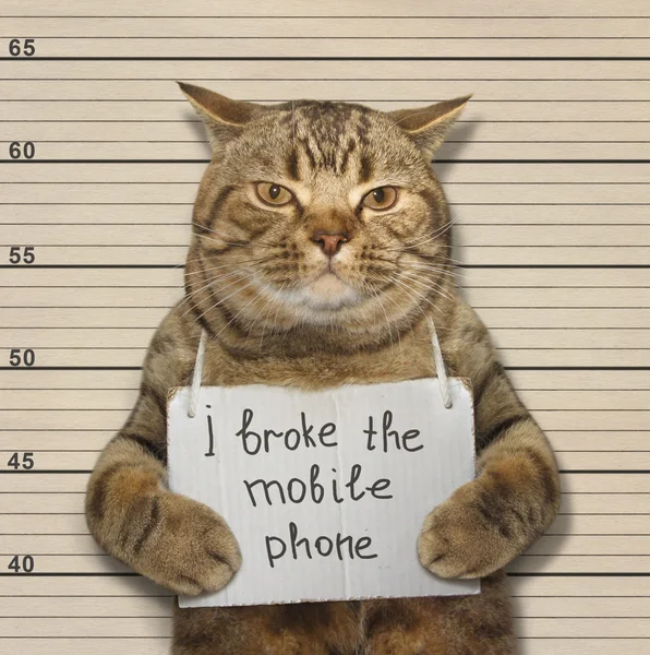 Cat rompió el teléfono . — Foto de Stock