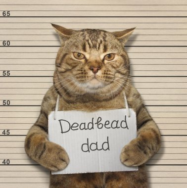 Kedi Avantacı Baba