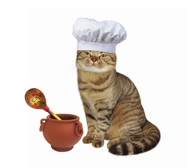 Cat cook potten — Stockfoto