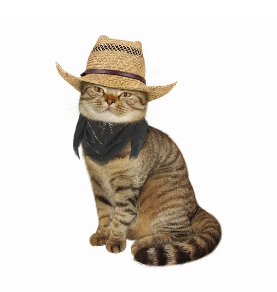 Кіт в капелюсі і шарфі . — стокове фото