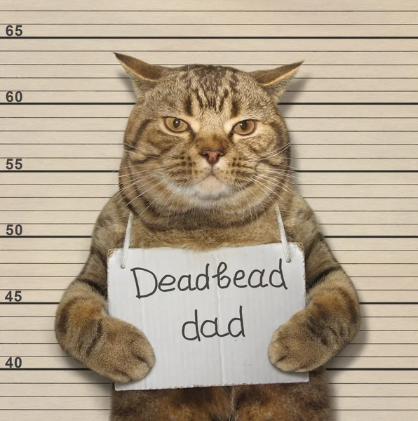 Cat deadbeat papà — Foto Stock