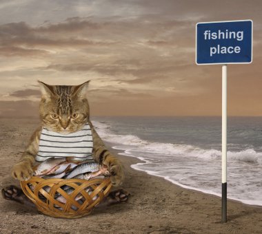 Sahilde bir kedi fisher.