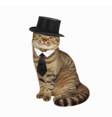 Siyah şapkalı kedi.