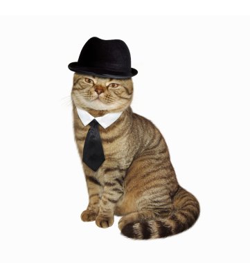 Kedi şapka ve kravat