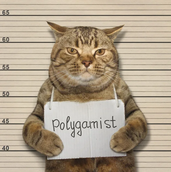 Cat è poligamo . — Foto Stock