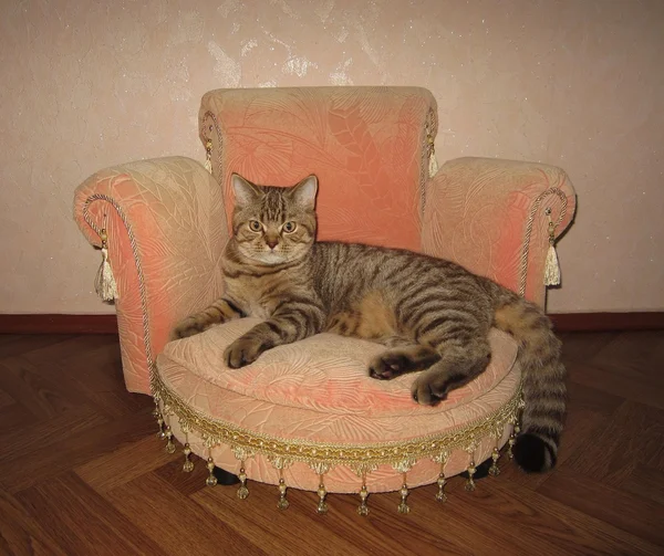 Eine Katze auf einem Sofa. — Stockfoto