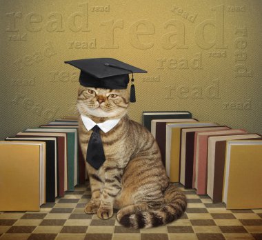 Kedi ve kitaplar..