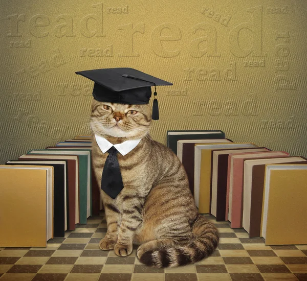 Gato y libros. — Foto de Stock