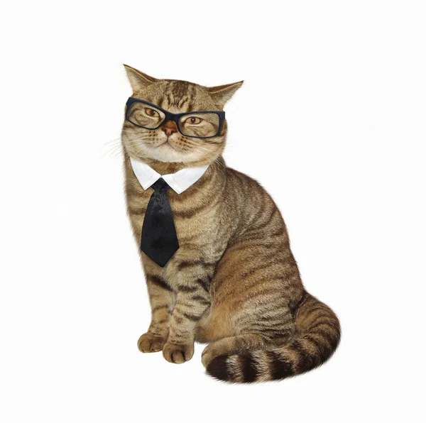 Кошка в очках и галстуке — стоковое фото