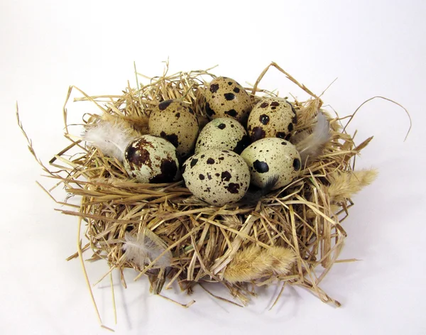 Nest und Eier. — Stockfoto