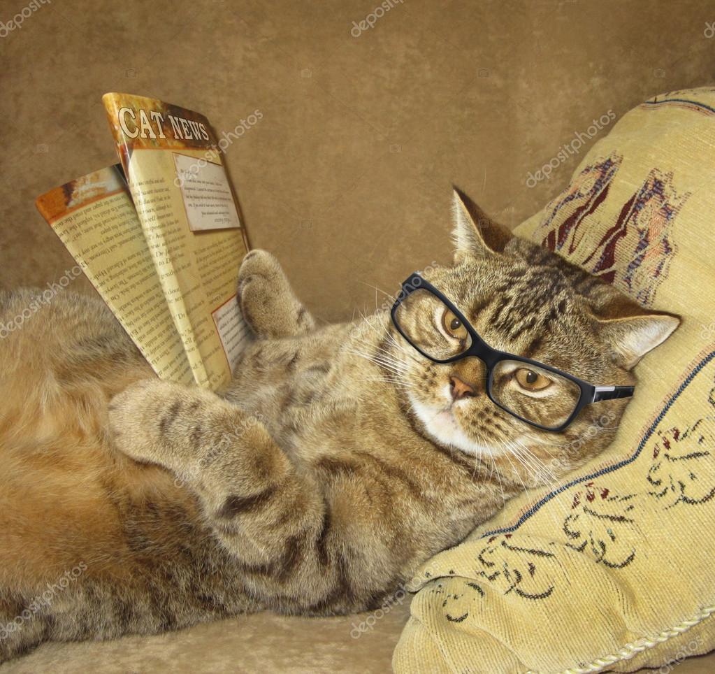 Песня у меня живет культурный кот нежное. Кот в очках. Умный кот. Котик в очках умный. Кошка с очками.