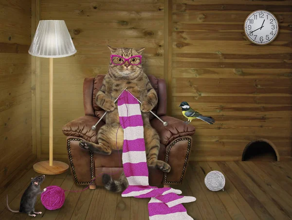 Eine Katze Sitzt Einem Sessel Und Strickt Einen Gestreiften Schal — Stockfoto