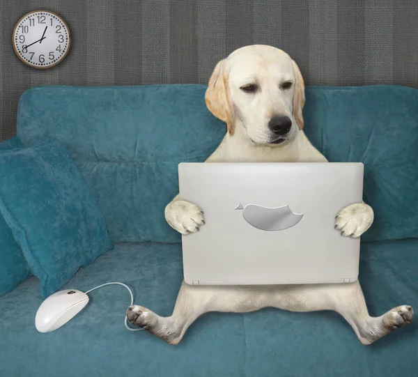 Een Hond Zit Een Blauwe Divan Gebruikt Een Laptop Woonkamer — Stockfoto