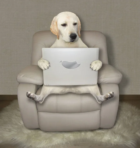 Ένας Σκύλος Κάθεται Μια Γκρι Δερμάτινη Πολυθρόνα Και Χρησιμοποιεί Ένα — Φωτογραφία Αρχείου