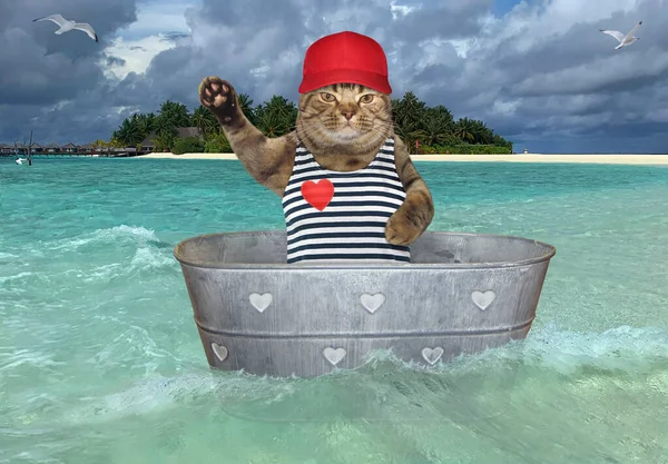Gato Una Bañera Está Deriva Cerca Una Playa Una Isla — Foto de Stock